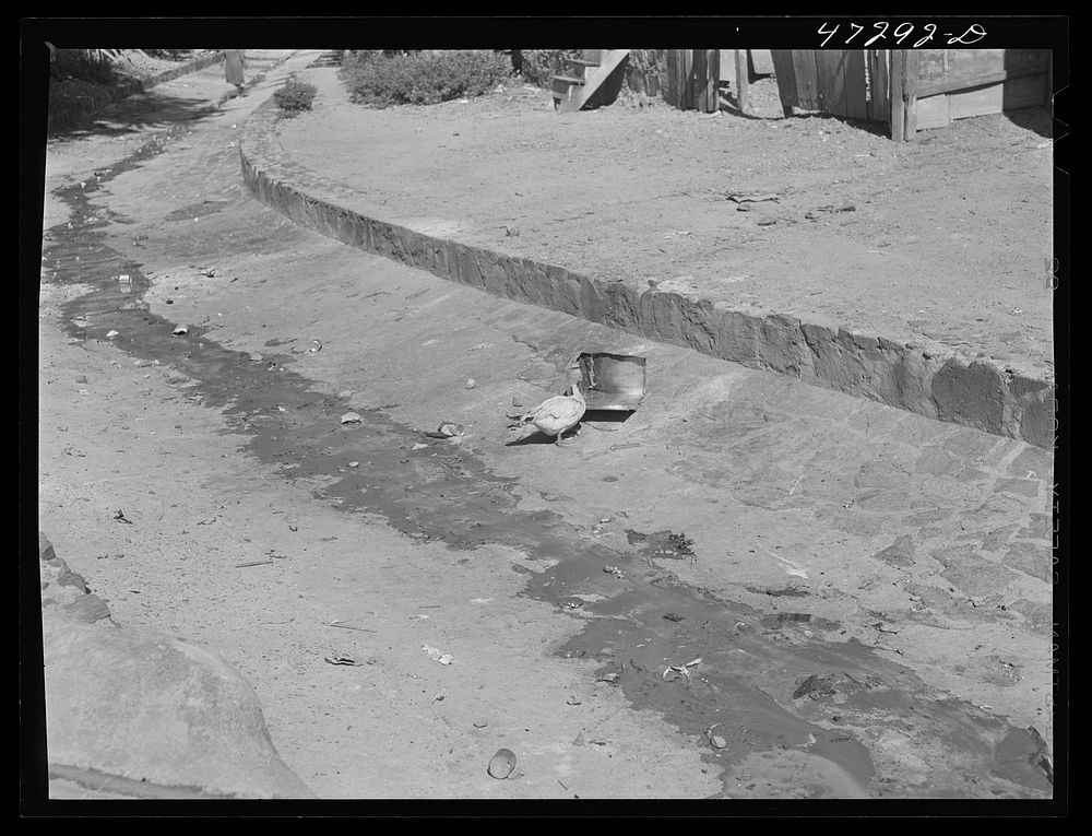 [Untitled photo, possibly related to: Charlotte Amalie, Saint Thomas Island, Virgin Islands. One of the main sewage drains].…