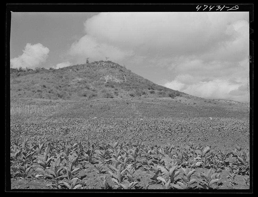 [Untitled photo, possibly related to: Guanica, Puero Rico (vicinity). Tobacco being harvested in a field]. Sourced from the…