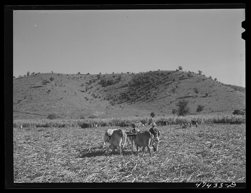 [Untitled photo, possibly related to: Guanica, Puerto Rico (vicinity). Hauling a cartload of sugar cane to the loading…