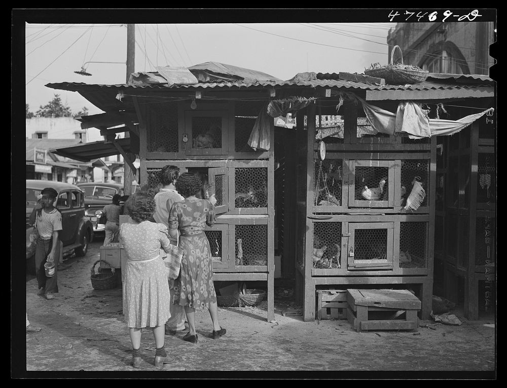 Rio Piedras, Puerto Rico. Purchasing chickens at the produce market. Sourced from the Library of Congress.