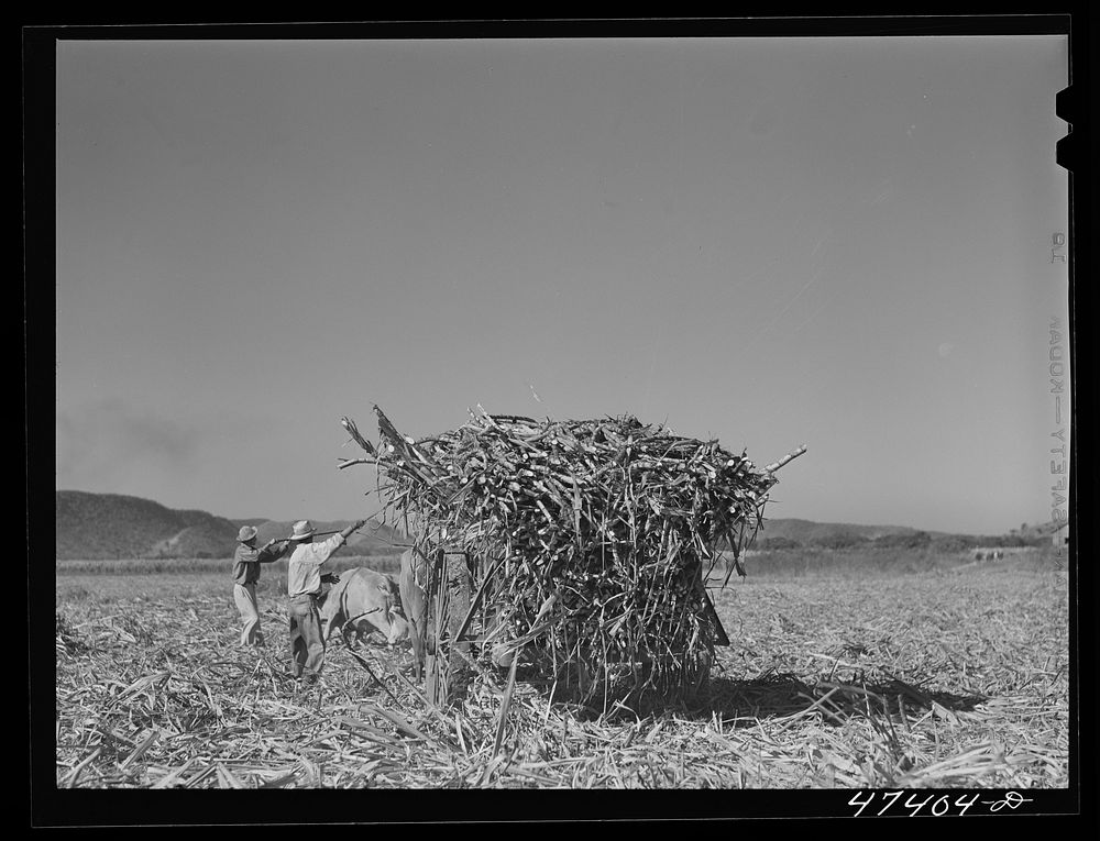 [Untitled photo, possibly related to: Guanica, Puerto Rico (vicinity). Hauling a cartload of sugar cane to the loading…