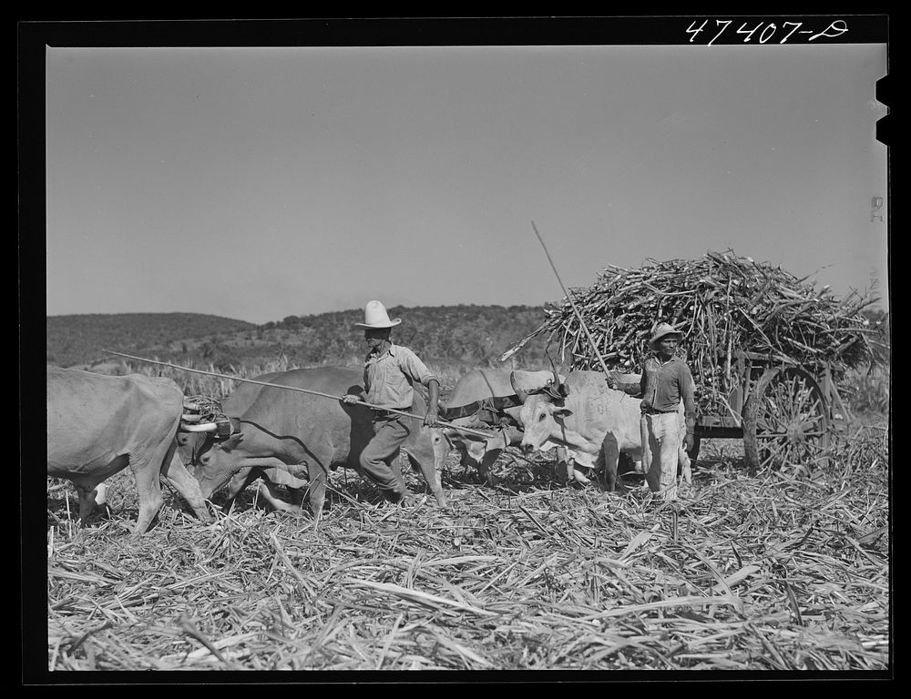 Guanica, Puerto Rico (vicinity). Hauling a cartload of sugar cane to the loading station. Sourced from the Library of…
