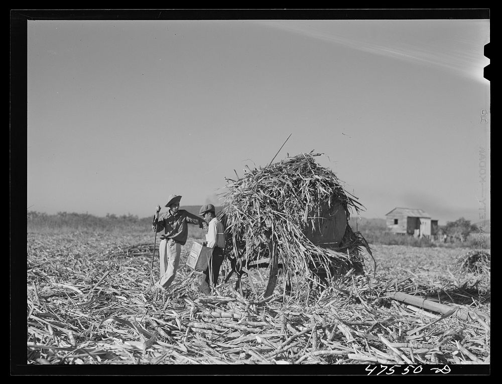 [Untitled photo, possibly related to: Guanica, Puerto Rico (vicinity). Each ox cart load of sugar cane is bound firmly with…