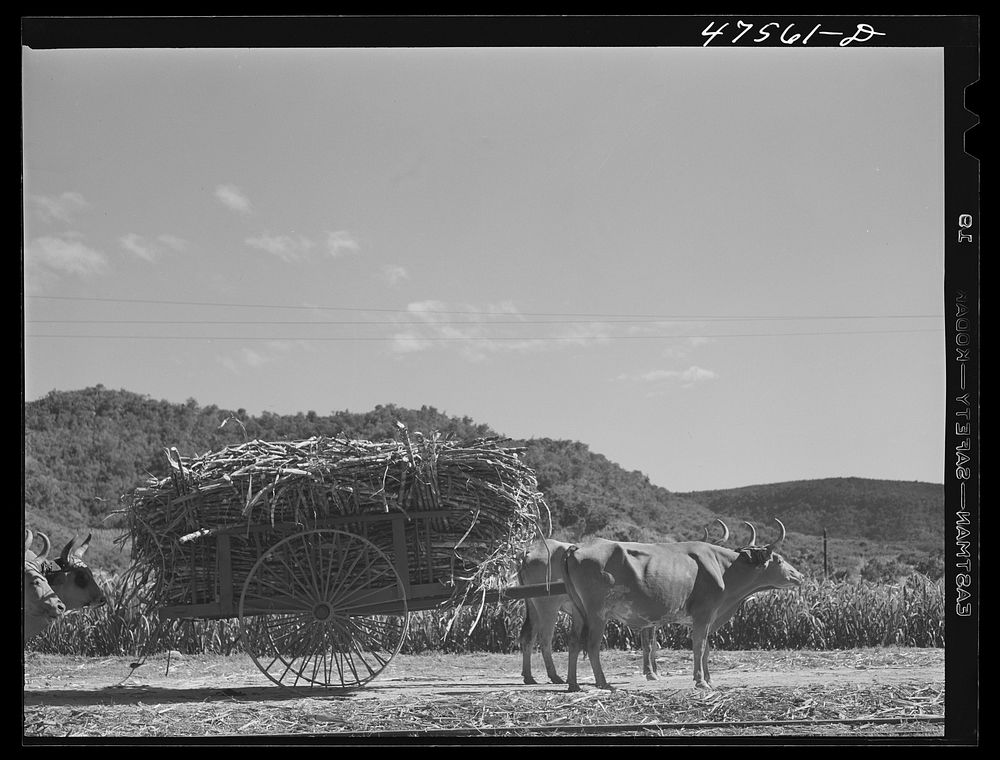 [Untitled photo, possibly related to: Guanica, Puerto Rico. Ox cart load of sugar cane just arrived from the field]. Sourced…