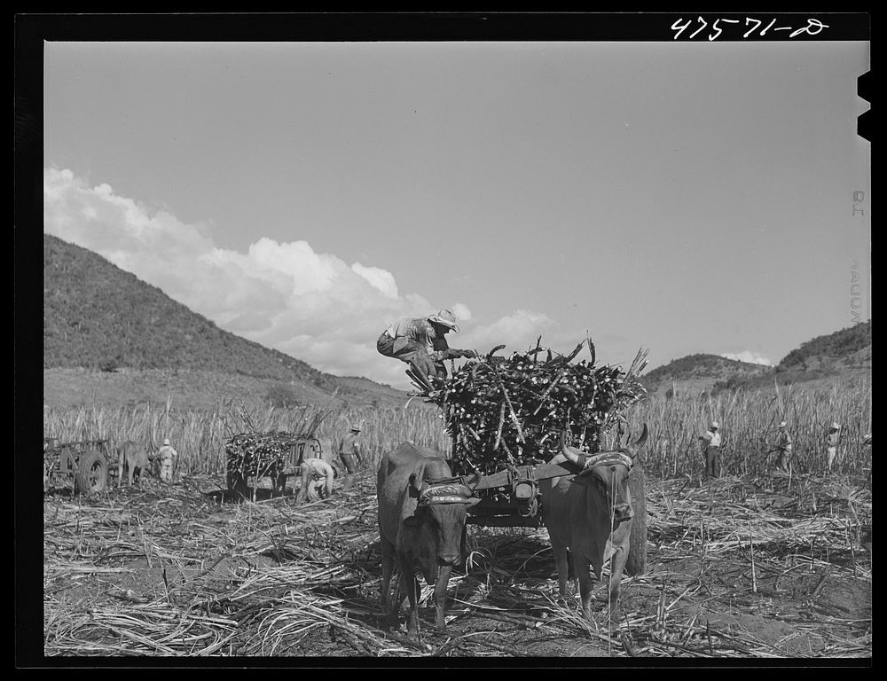 Guanica, Puerto Rico (vicinity). Each ox cart load of sugar cane is bound firmly with chains so it can be lifted out and…