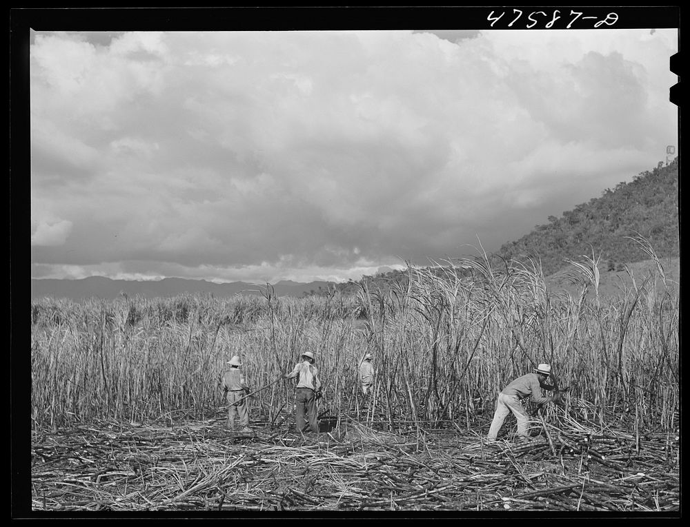 Guanica, Puerto Rico (vicinity). Harvesting sugar cane in a burned field. Burning the fields destroys the dense leaves and…