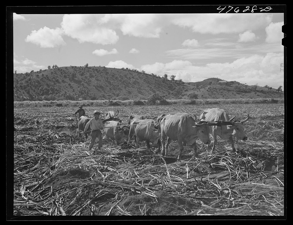 Guanica, Puerto Rico. Eight-ox team used to plough furrows in a sugar cane field as a guide for the "gyrotiller". Sourced…