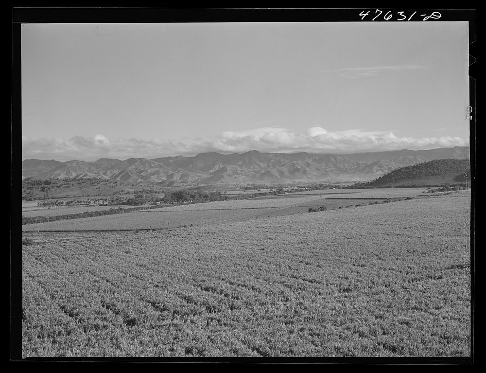 Guanica, Puerto Rico (vicinity). Sugar cane country. Sourced from the Library of Congress.