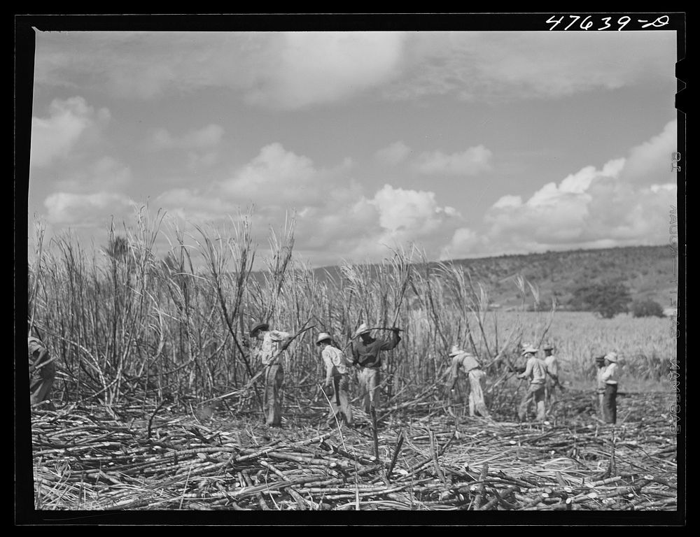 [Untitled photo, possibly related to: Guanica, Puerto Rico (vicinity). Harvesting cane in a burned field. Burning the fields…