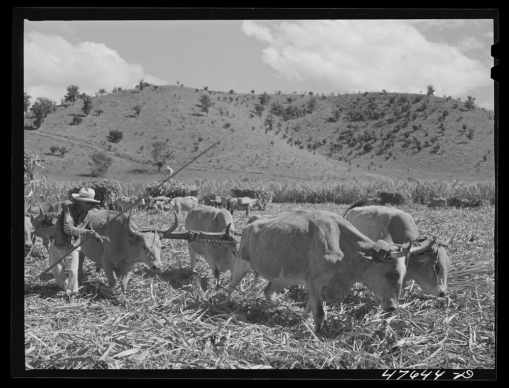 Guanica, Puerto Rico (vicinity). Team of oxen pulling a load of cane to the loading station where it will be shipped by…