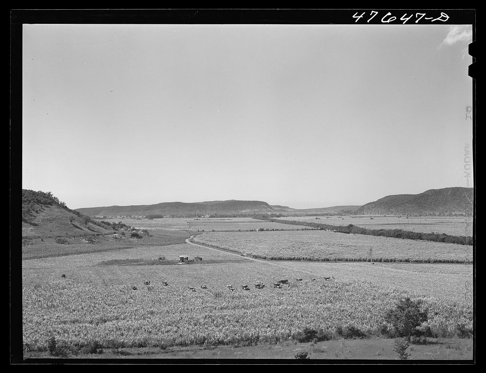 [Untitled photo, possibly related to: Guanica, Puerto Rico (vicinity). Harvesting sugar cane in a field. The cattle in the…