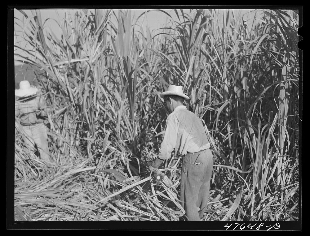 [Untitled photo, possibly related to: Guanica, Puerto Rico (vicinity). Harvesting sugar cane in the field. The cattle in the…