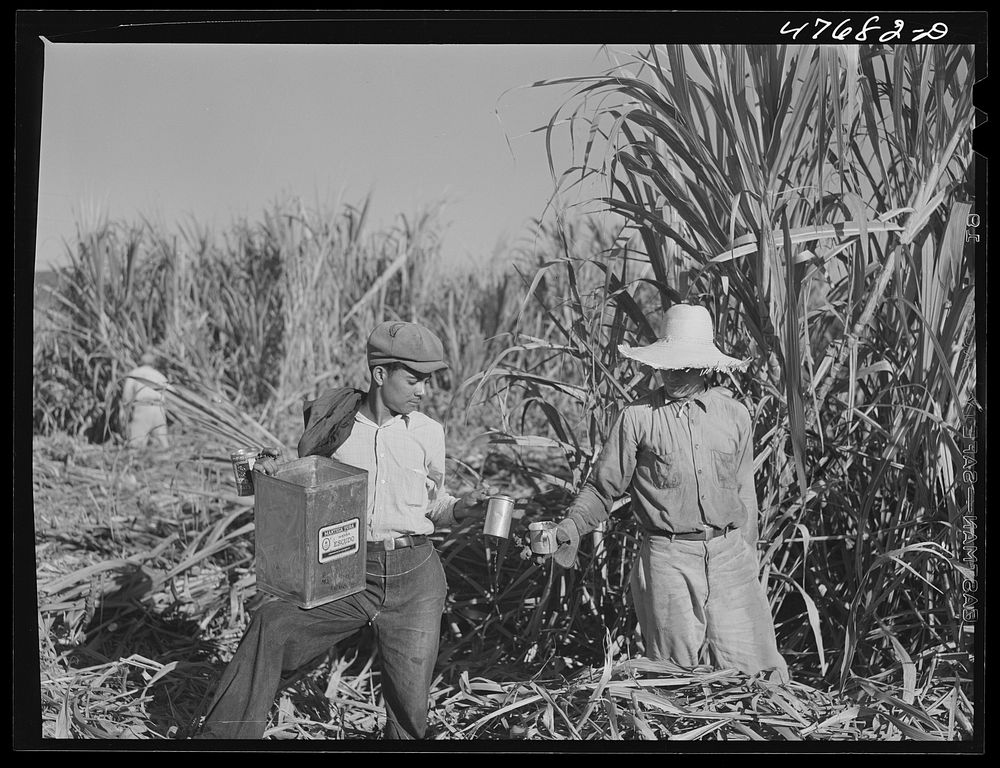 Guanica (vicinity), Puerto Rico. It is hot working in the fields and drinking water is carried from one worker to another…