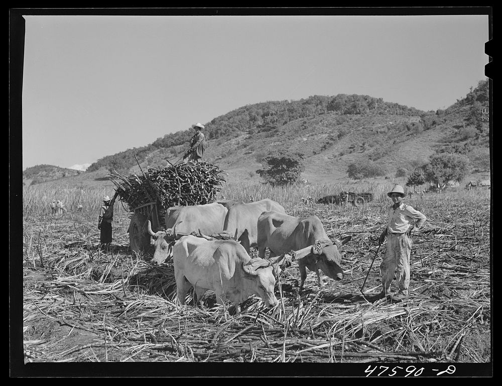 Guanica, Puerto Rico (vicinity). Two or more teams of oxen are used to haul the sugar cane across the fields. Once the road…