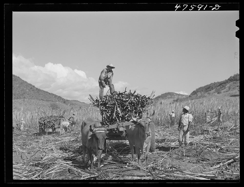 [Untitled photo, possibly related to: Guanica, Puerto Rico (vicinity). Harvesting sugar cane in a field. The cattle in the…