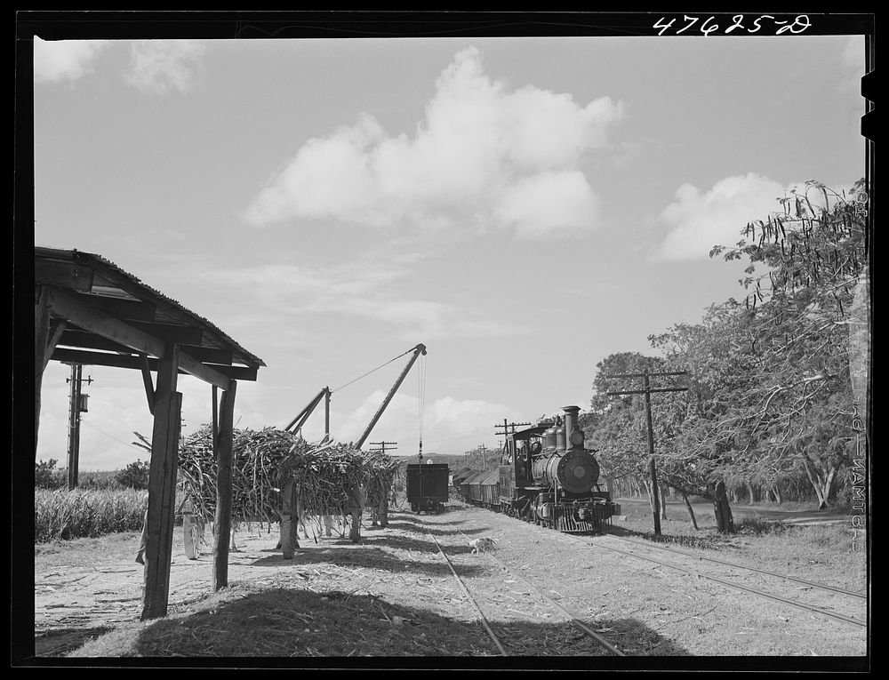[Untitled photo, possibly related to: Guanica, Puerto Rico (vicinity). Freight train used in hauling cane to the sugar mills…