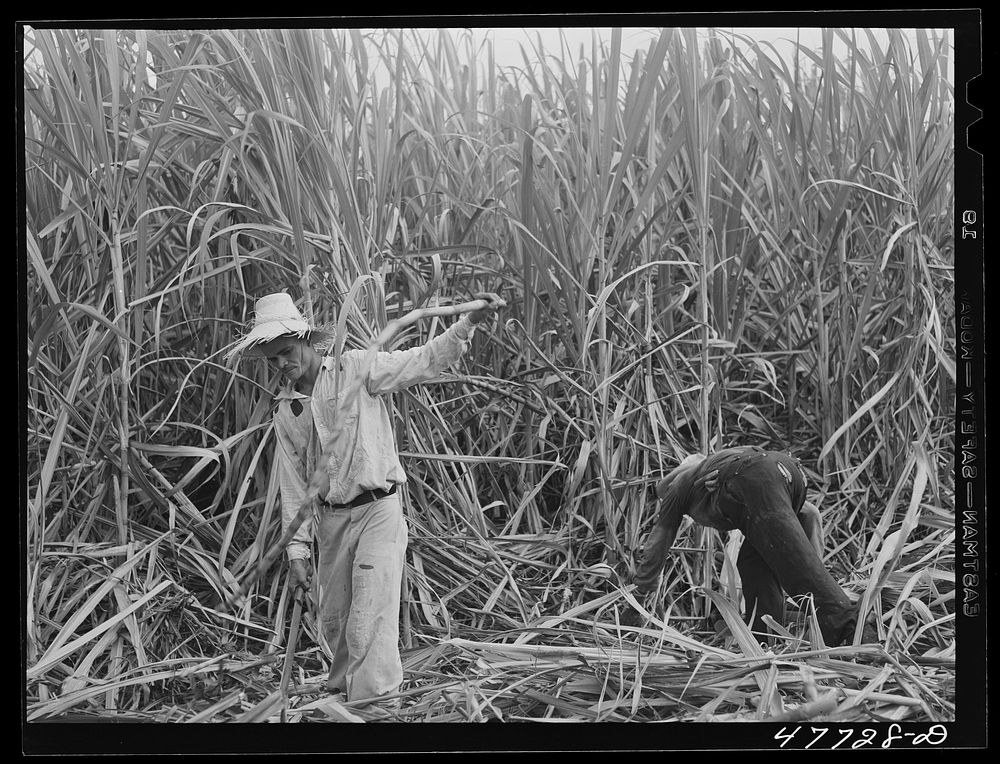 [Untitled photo, possibly related to: Yauco, Puerto Rico (vicinity). Harvesting cane in a sugar field]. Sourced from the…
