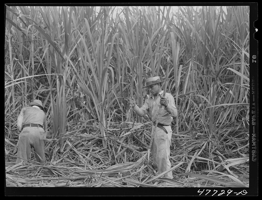 Yauco, Puerto Rico (vicinity). Harvesting cane in a sugar field. Sourced from the Library of Congress.