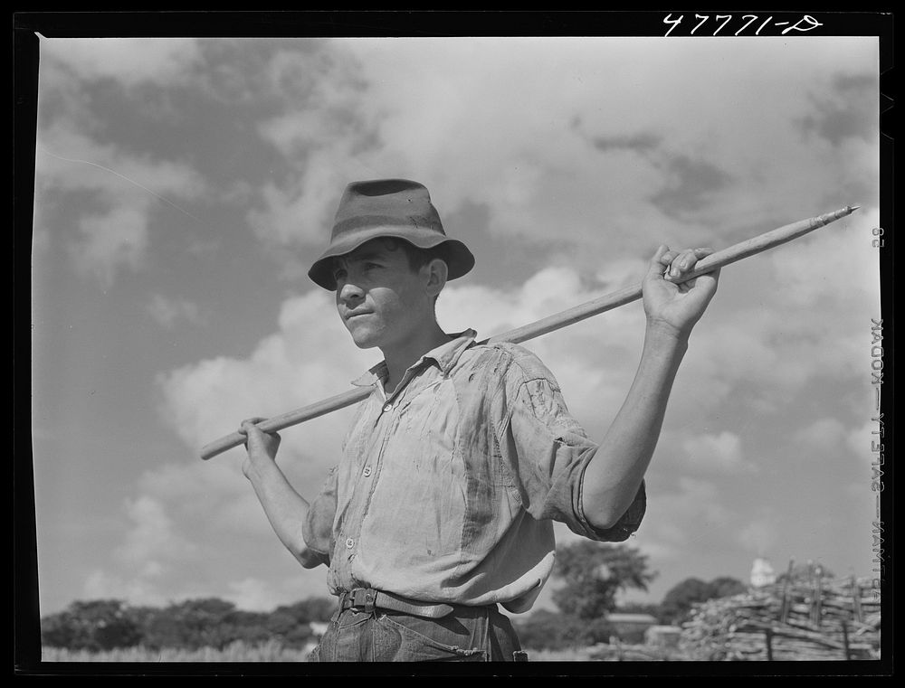 Yauco, Puerto Rico (vicinity). Young ox cart driver in a sugar cane field. Sourced from the Library of Congress.