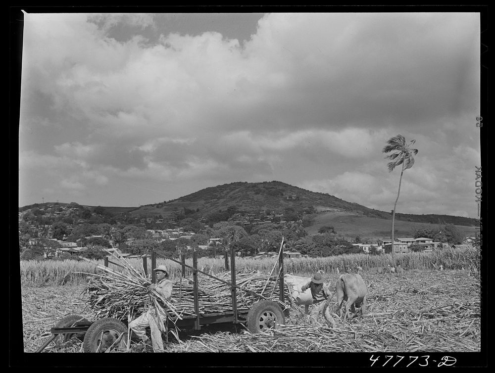 Yauco, Puerto Rico (vicinity). Loading sugar cane onto an ox cart to be carried to the loading station from the cane field.…