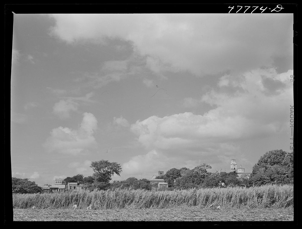 Yauco, Puerto Rico (vicinity). Harvesting sugar cane in a field. Sourced from the Library of Congress.
