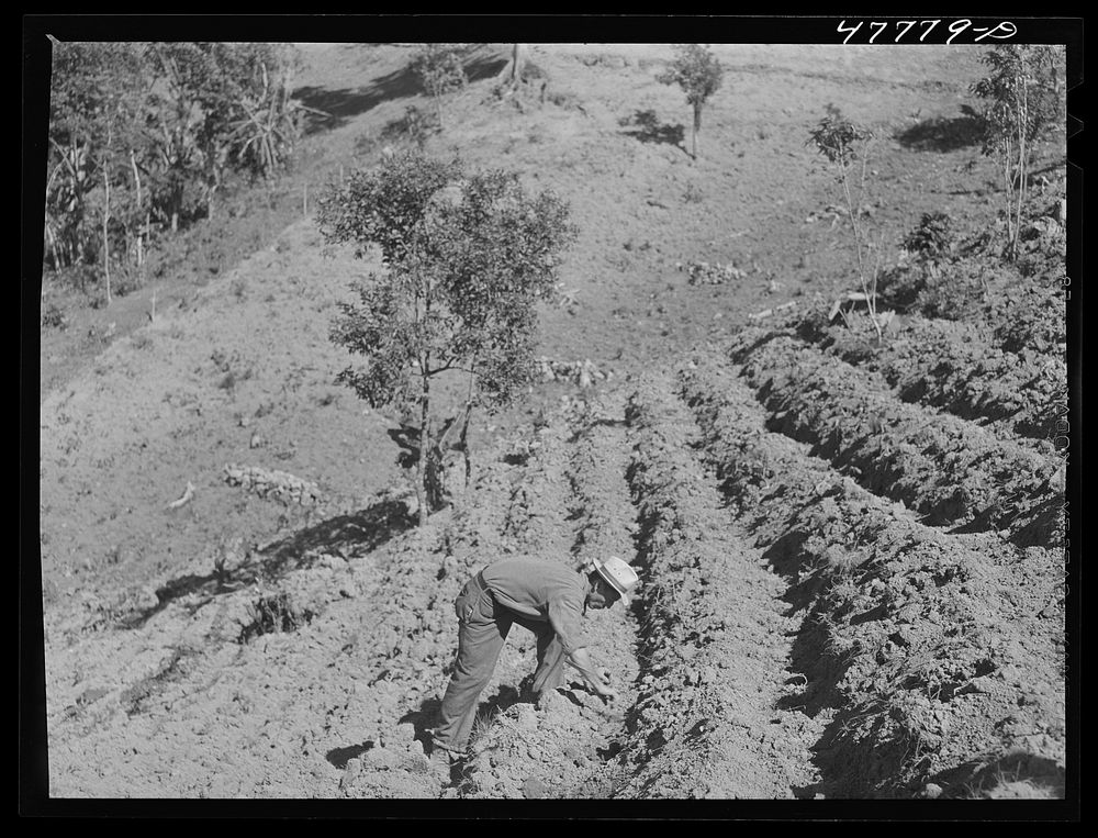 Yauco, Puerto Rico (vicinity). FSA (Farm Security Administration) borrower and member of Yauco tomato cooperative planting…