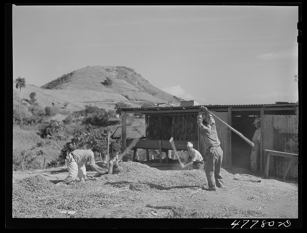 Yauco, Puerto Rico (vicinity). Threshing pigeon peas on a farm in the hills. Sourced from the Library of Congress.