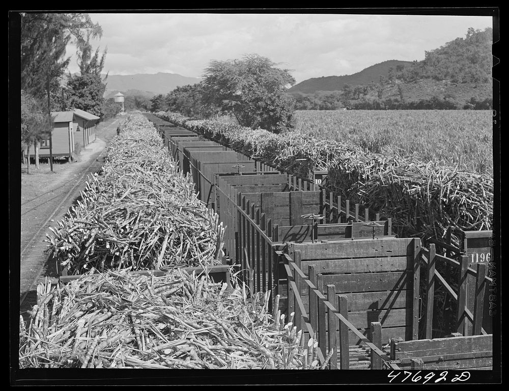 [Untitled photo, possibly related to: Guanica, Puerto Rico (vicinity). Train load of sugar cane on its way to the sugar…