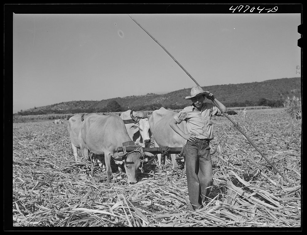 Guanica, Puerto Rico (vicinity). Ox cart driver and his team in a sugar field. Sourced from the Library of Congress.