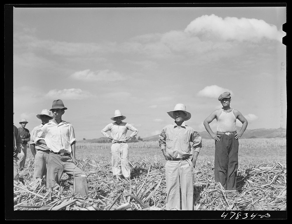 Yauco, Puerto Rico (vicinity). Farm laborers who have been planting sugar cane about to go to lunch. Sourced from the…