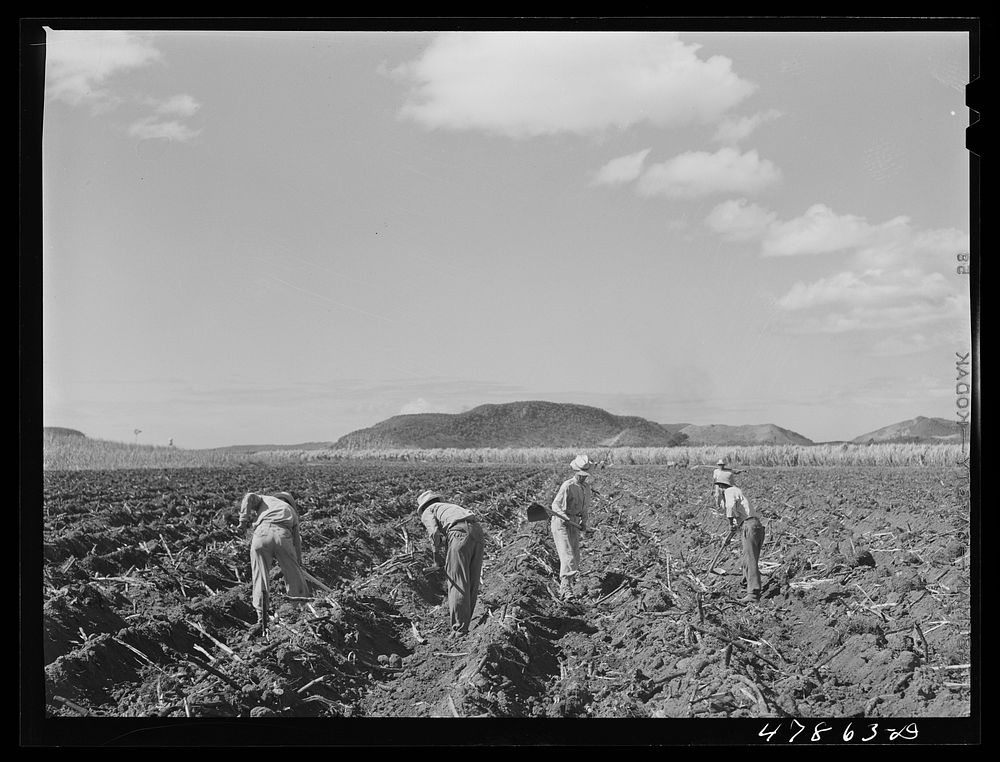 Guanica, Puerto Rico (vicinity). Planting sugar cane on a large plantation. Sourced from the Library of Congress.