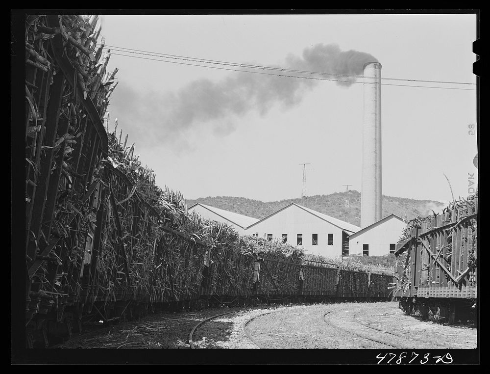 [Untitled photo, possibly related to: Ensenada, Puerto Rico. Carloads of sugar cane at the South Puerto Rico Sugar Company].…