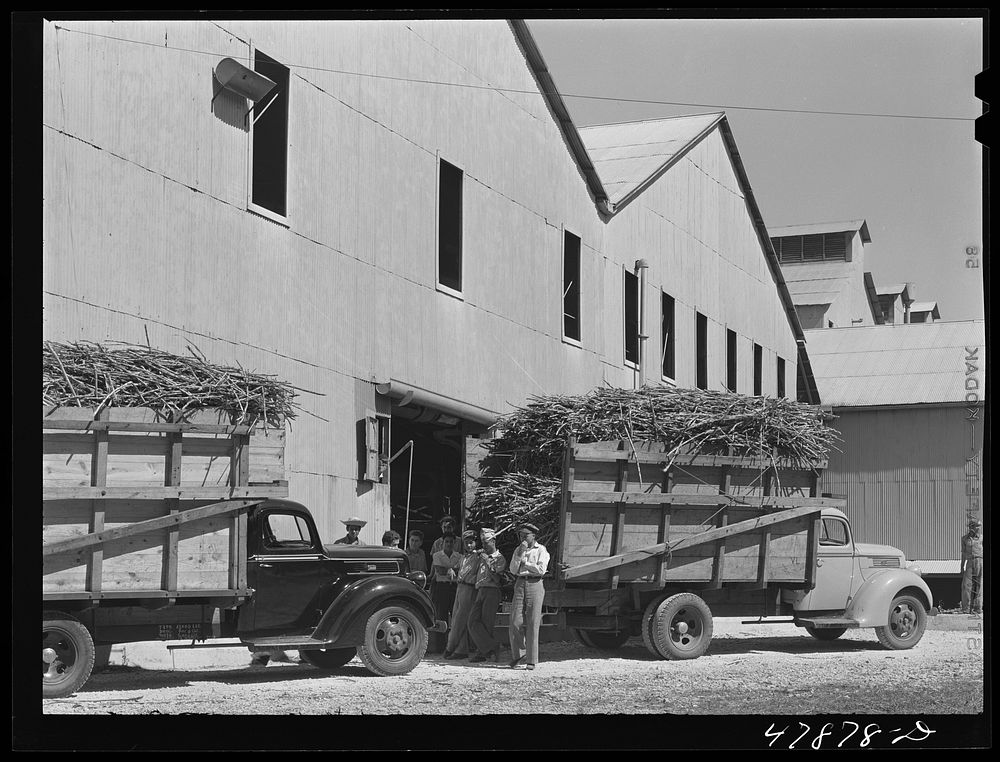Trucks waiting to unload their sugar cane at the South Puerto Rico Sugar Company. Sourced from the Library of Congress.