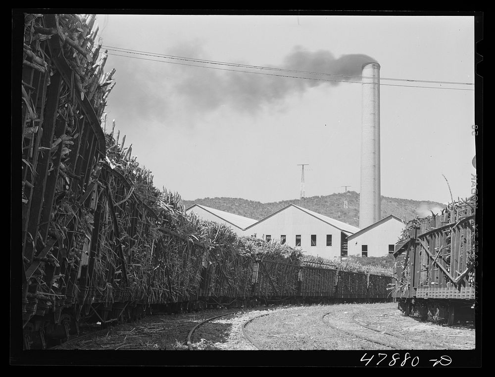 Ensenada, Puerto Rico. Carloads of sugar cane at the South Puerto Rico Sugar Company. Sourced from the Library of Congress.