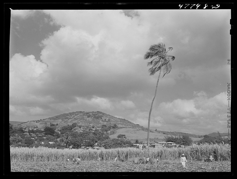 [Untitled photo, possibly related to: Yauco, Puerto Rico (vicinity). Loading sugar cane onto an ox cart to be carried to the…