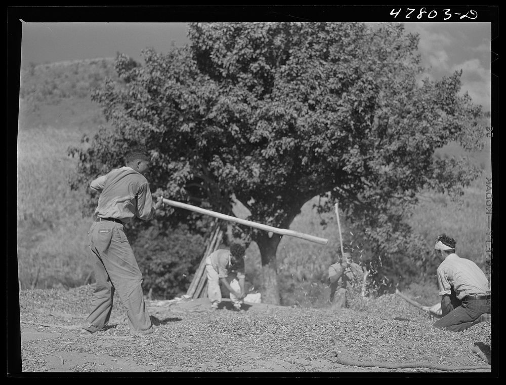 [Untitled photo, possibly related to: Yauco, Puerto Rico (vicinity). Threshing pigeon peas on a farm in the hills]. Sourced…