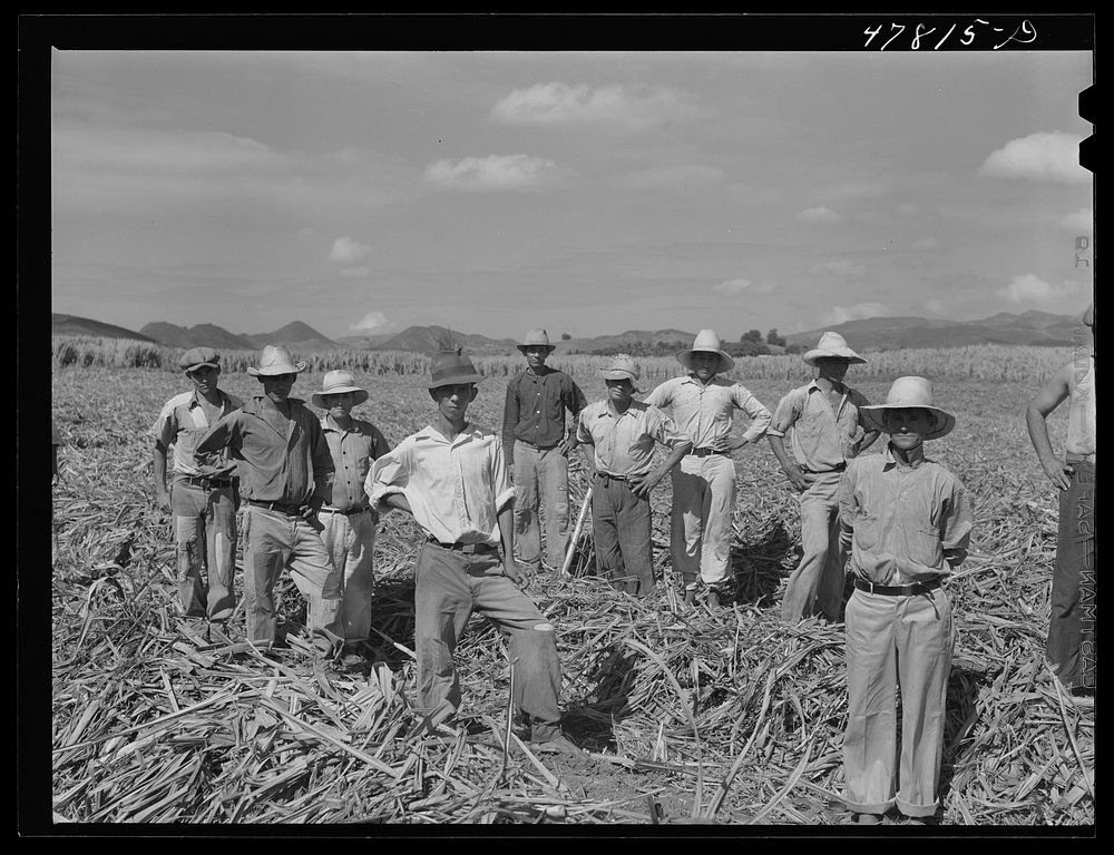 [Untitled photo, possibly related to: Yauco, Puerto Rico (vicinity). Farm laborers who have been planting sugar cane about…