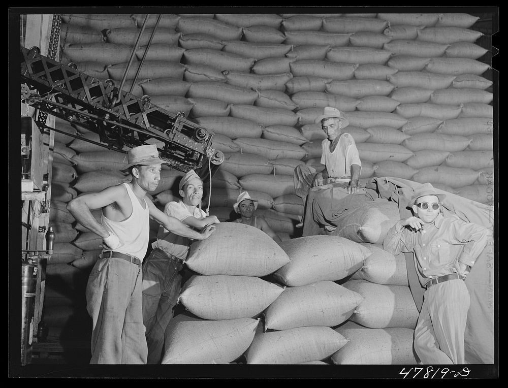 Ensenada, Puerto Rico. Workmen at the South Puerto Rico Sugar Company waiting for more bags of sugar to come down for them…