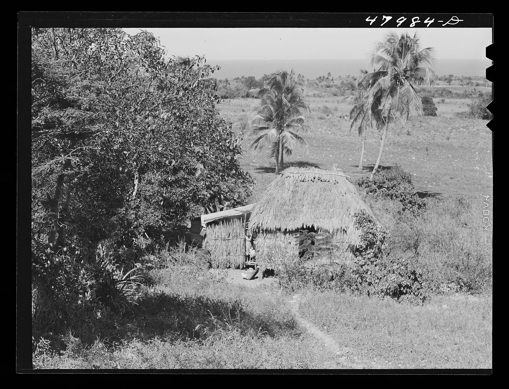Arecibo, Puerto Rico (vicinity). Thatched roof farm laborer's house, typical of the north sea coast area. Sourced from the…