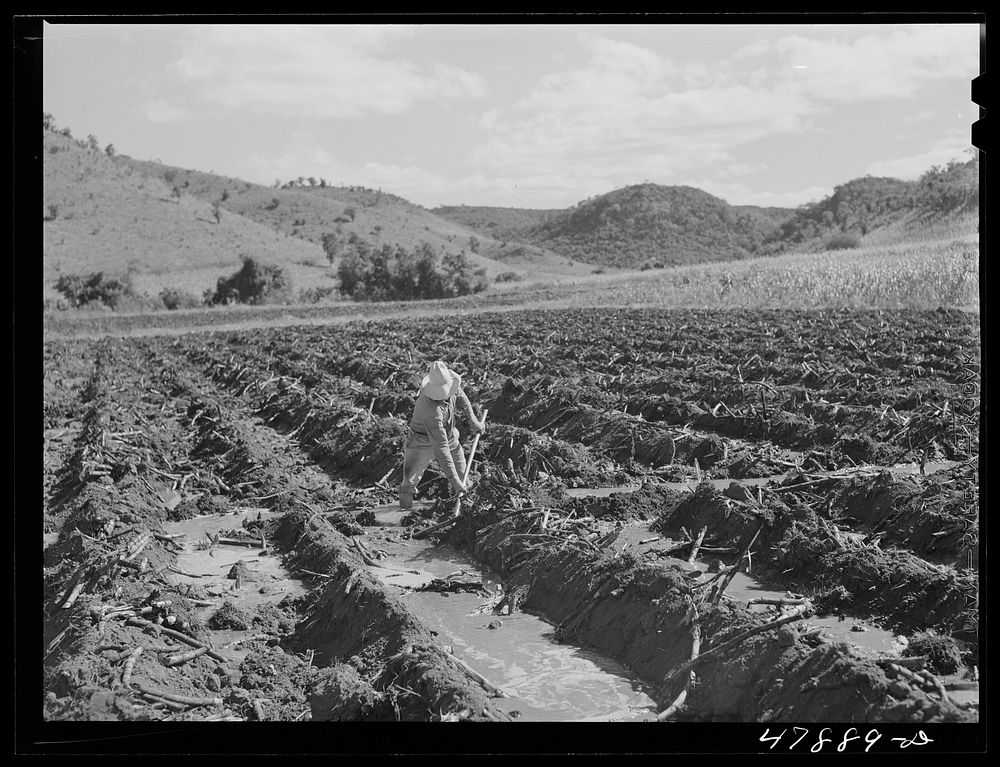[Untitled photo, possibly related to: Guanica, Puerto Rico (vicinity). Irrigating the sugar fields on a large plantation].…