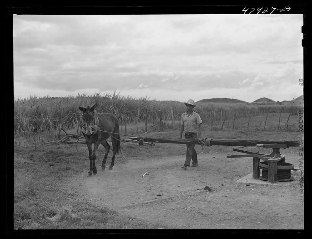 Lajas, Puerto Rico (vicinity). A one horse-power crane for loading sugar cane. Sourced from the Library of Congress.