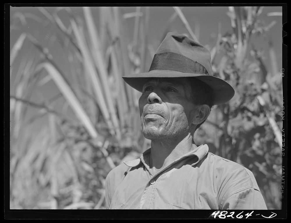 Rio Piedras (vicinity), Puerto Rico. FSA (Farm Security Administration) borrower who is a member of a sugar cooperative.…