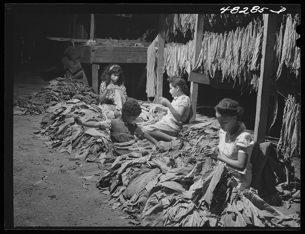 [Untitled photo, possibly related to: Barranquitas (vicinity), Puerto Rico. Stringing tobacco in a barn on the farm of a FSA…