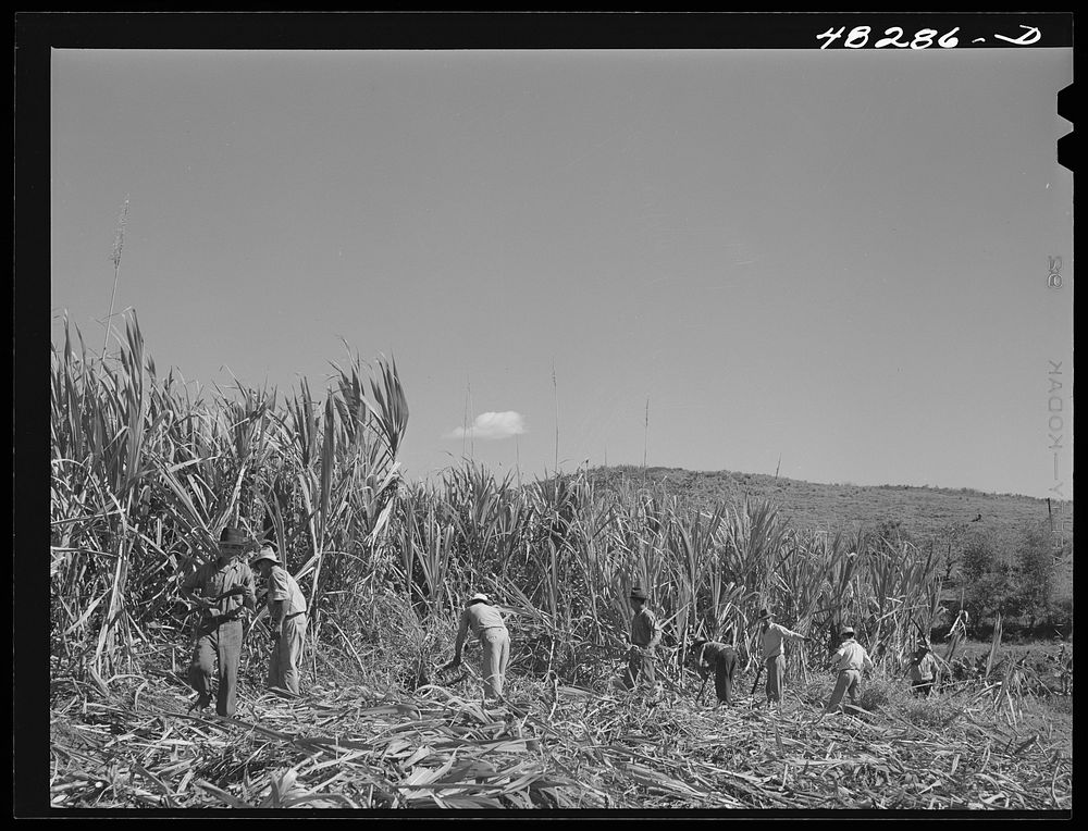 Rio Piedras (vicinity), Puerto Rico. FSA (Farm Security Administration) farm working in a sugar cane field. This is a part…