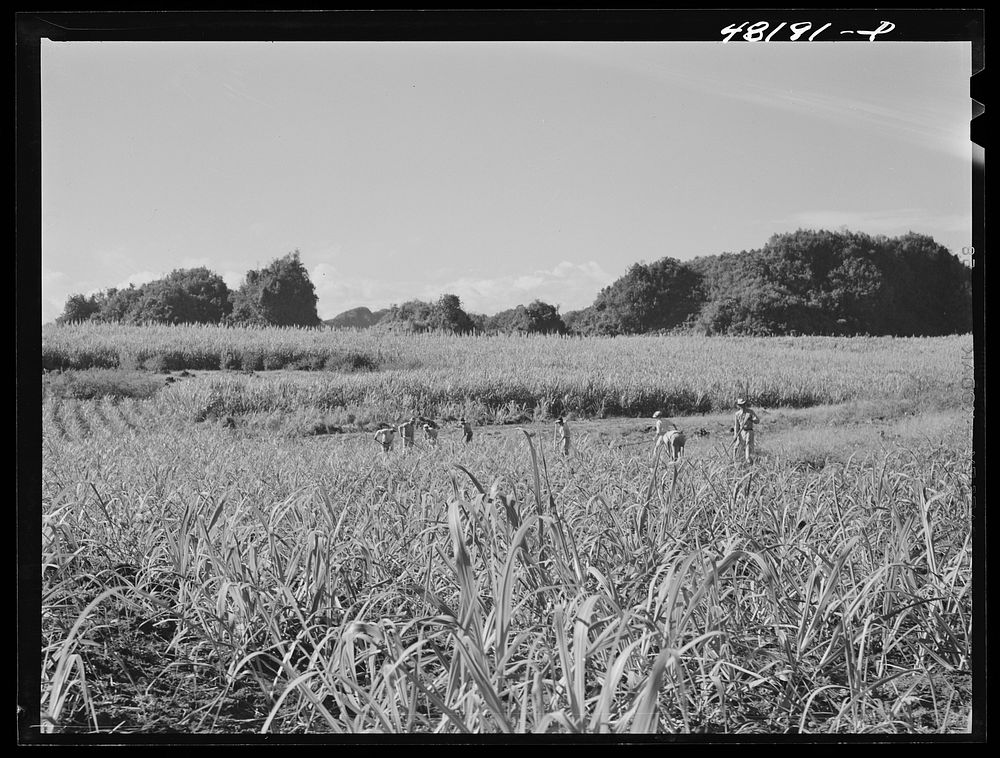 Arecibo, Puerto Rico (vicinity). On a pineapple plantation. Sourced from the Library of Congress.