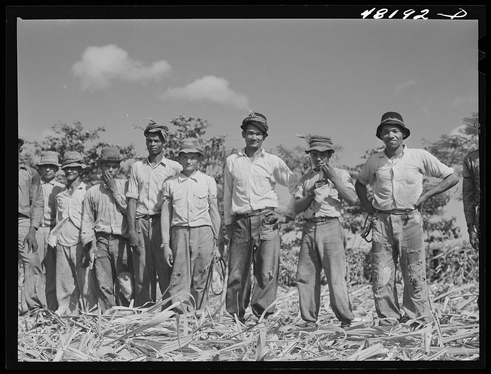 Arecibo, Puerto Rico (vicinity). Sugar cane workers on a plantation. Sourced from the Library of Congress.