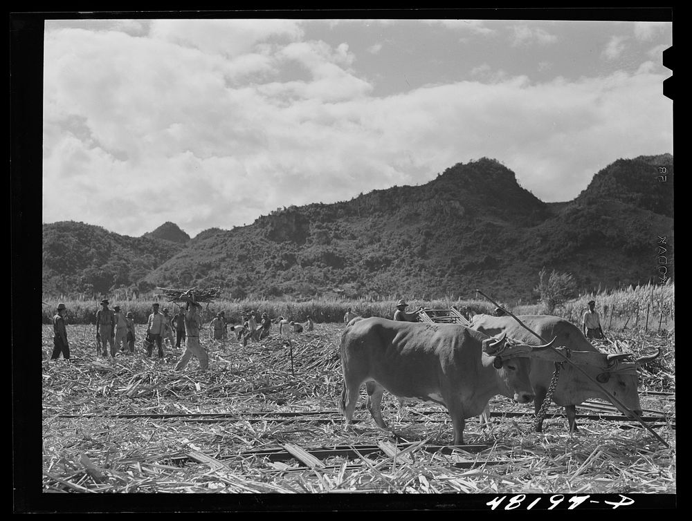 [Untitled photo, possibly related to: Arecibo, Puerto Rico (vicinity). Ox used on a sugar cane plantation]. Sourced from the…