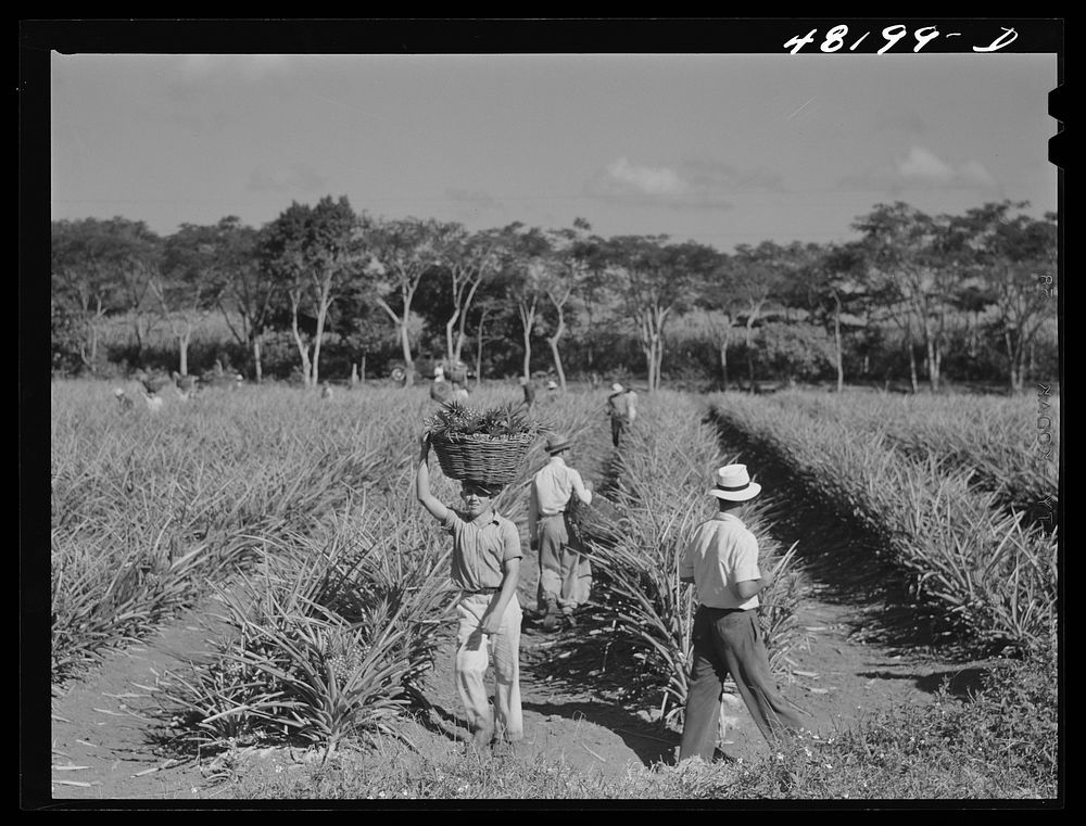 On a pineapple plantation near Arecibo, Puerto Rico. Sourced from the Library of Congress.