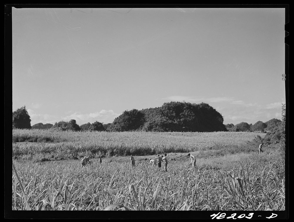 Arecibo, Puerto Rico (vicinity). Pineapple plantation. Sourced from the Library of Congress.