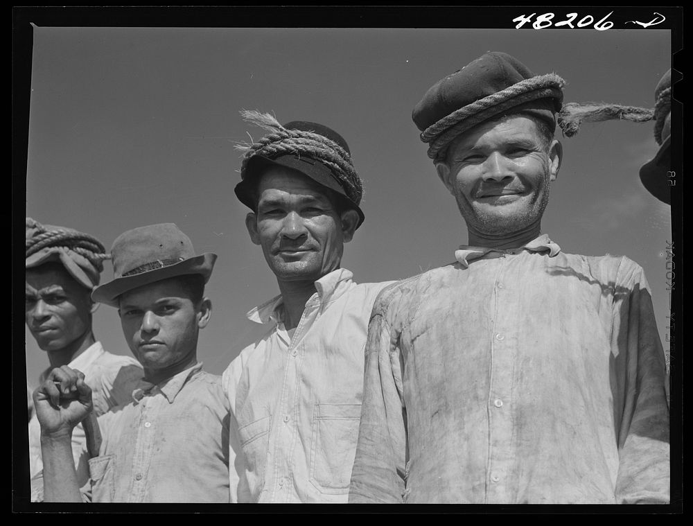 Arecibo, Puerto Rico (vicinity). Sugar cane workers on a farm. Sourced from the Library of Congress.